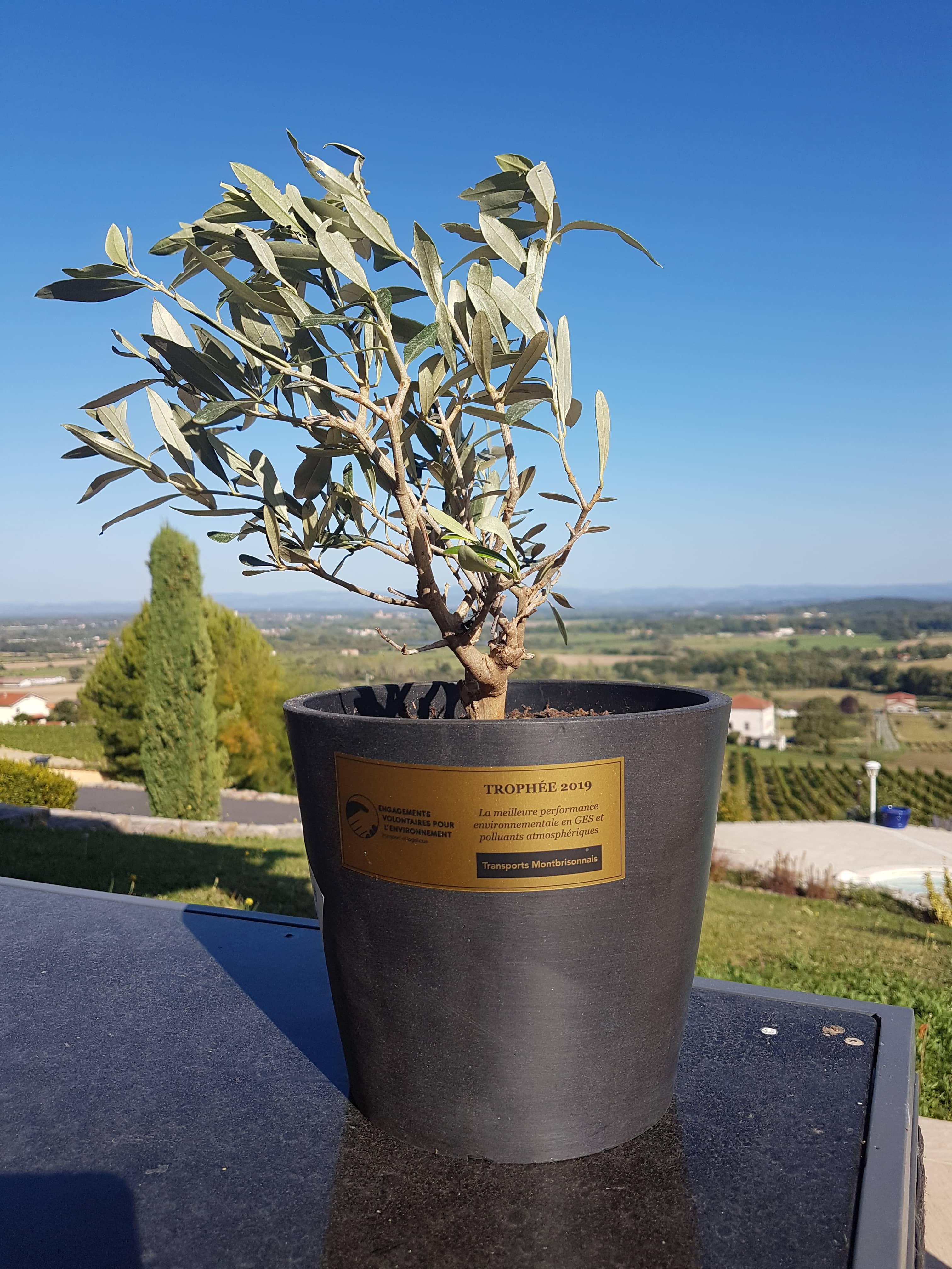 Trophée EVE 2019 des Transports Montbrisonnais : olivier en pot, plaque nominative « Trophée 2019 — meilleure performance environnementale »